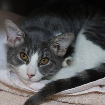 Domestic Short Hair Cats Available for Adoption - Salmita | PetCurious