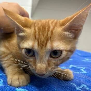 Parakeet -  Domestic Short Hair Cat for Adoption in Corpus Christi, Texas - Parakeet | PetCurious