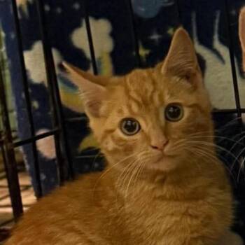Ember -  Domestic Short Hair Cat for Adoption in Johnstown, Pennsylvania - Ember | PetCurious