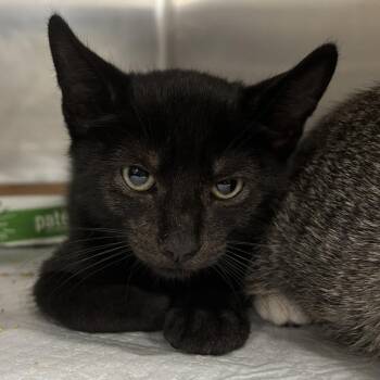 Dictionary -  Domestic Short Hair Cat for Adoption - Dictionary | PetCurious