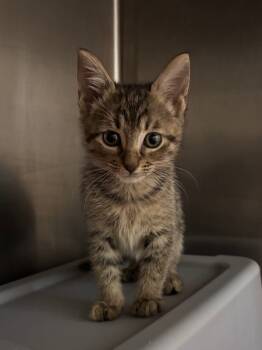 Rescue Domestic Short Hair Cats for Adoption in Buford, Georgia - Freya | PetCurious