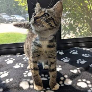 Harmony- 52976 -  Domestic Short Hair Cat for Adoption in Columbia, Maryland - Harmony- 52976 | PetCurious