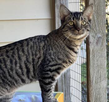 Rescue Tabby Cats for Adoption in Palmyra, Virginia - Hiccup | PetCurious