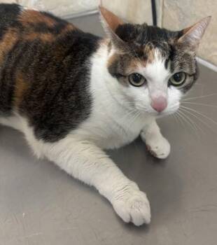 Zoe -  Domestic Short Hair Cat for Adoption in Honolulu, Hawaii - Zoe | PetCurious