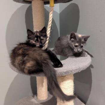 Domestic Medium Hair Cats Available for Adoption in South Elgin, Illinois - Moosey | PetCurious