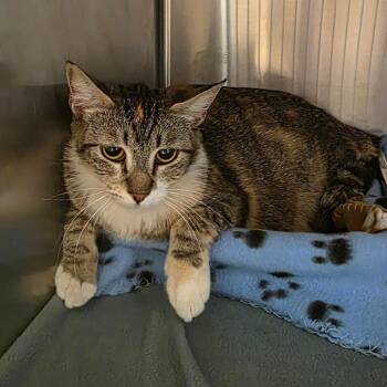 Domestic Short Hair Cats Available for Adoption in Phoenix, Arizona - Belize | PetCurious