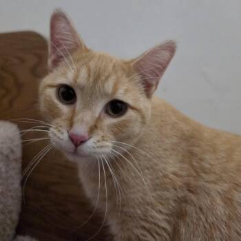 Meeps -  Domestic Short Hair Cat for Adoption in Lauderdale, Minnesota - Meeps | PetCurious