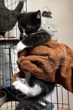 Posie -  Domestic Short Hair Cat for Adoption in Thompson Falls, Montana - Posie | PetCurious