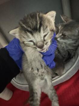 MICHEAL JACKSON -  Domestic Short Hair Cat for Adoption in Dallas, Texas - MICHEAL JACKSON | PetCurious