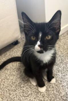 Marley -  Domestic Short Hair Cat for Adoption in Virginia Beach, Virginia - Marley | PetCurious