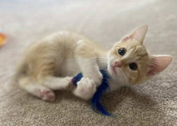 Rescue Domestic Short Hair Cats for Adoption in Oakboro, North Carolina - Orbit | PetCurious