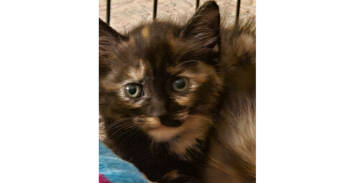 Rescue Domestic Medium Hair and Domestic Short Hair Cats for Adoption in Virginia Beach, Virginia - Olivia Newton John | PetCurious