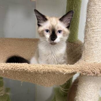 Harmony -  Siamese Cat for Adoption in North Arlington, New Jersey - Harmony | PetCurious