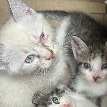 Arrax -  Domestic Short Hair Cat for Adoption in Philadelphia, Pennsylvania - Arrax | PetCurious