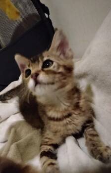 Eden -  Domestic Short Hair Cat for Adoption in Woodland, California - Eden | PetCurious