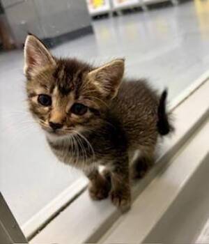 Lilac -  Domestic Short Hair Cat Available for Adoption in Winter Haven, Florida - Lilac | PetCurious