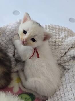 Domestic Medium Hair Cats Available for Adoption in San Jose, California - Breeze Bonded W/Prince Henry | PetCurious