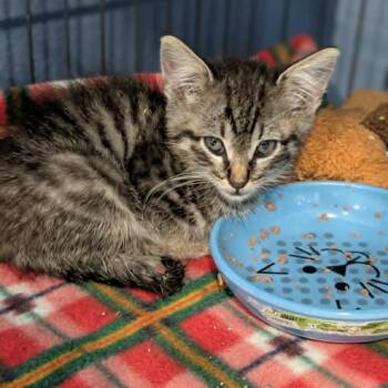 Eve -  Domestic Short Hair Cat for Adoption in Chanute, Kansas - Eve | PetCurious