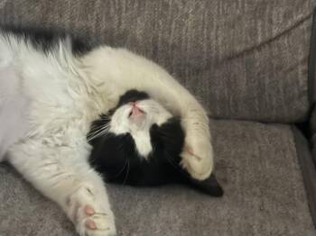 Markisha Grace -  Domestic Medium Hair Cat for Adoption in Phoenix, Arizona - Markisha Grace | PetCurious
