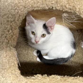 Opal -  Domestic Short Hair Cat for Adoption in West Point, Mississippi - Opal | PetCurious
