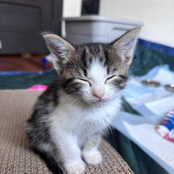 Churrasco Wink 56255 -  Domestic Medium Hair Cat for Adoption in Eaton Rapids, Michigan - Churrasco Wink 56255 | PetCurious