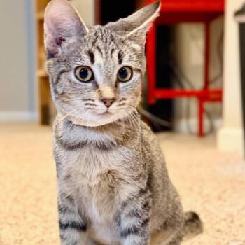 Dragon Horde -  Domestic Short Hair Cat for Adoption in Fredericksburg, Virginia - Dragon Horde | PetCurious
