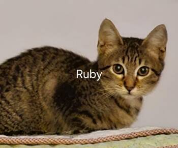 Ruby -  Domestic Short Hair Cat for Adoption in Hudson, New Hampshire - Ruby | PetCurious