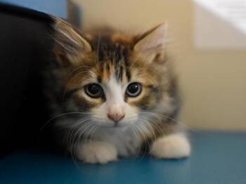 Zebra Pleco -  Domestic Long Hair Cat for Adoption in Portland, Oregon - Zebra Pleco | PetCurious
