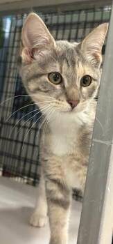 Icelyn -  Domestic Short Hair Cat for Adoption - Icelyn | PetCurious