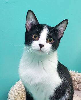 Domestic Short Hair Cats Available for Adoption in Chicago, Illinois - Sawyer | PetCurious