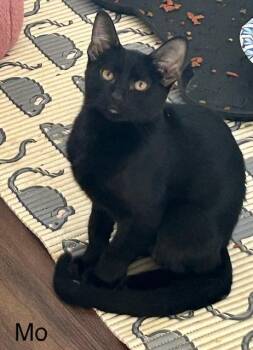 Rescue Domestic Short Hair Cats for Adoption in Klamath Falls, Oregon - Mo | PetCurious