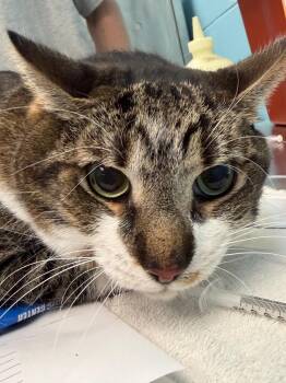 Puppy -  Domestic Short Hair Cat for Adoption in Frankfort, Kentucky - Puppy | PetCurious