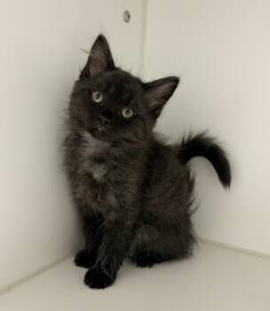 Wendy -  Domestic Medium Hair Cat for Adoption in Rochester, Indiana - Wendy | PetCurious
