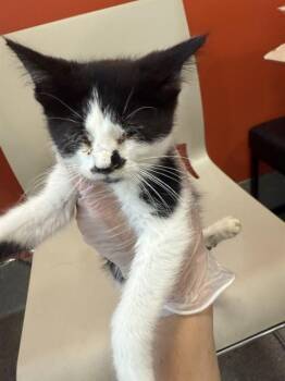 LAURIE STRODE -  Domestic Short Hair Cat for Adoption in Louisville, Kentucky - LAURIE STRODE | PetCurious