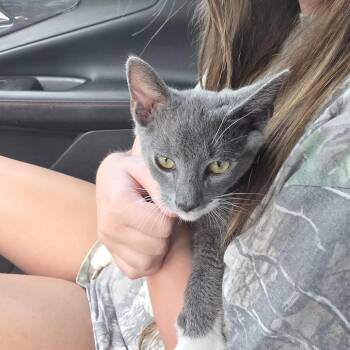 Positive -  Domestic Short Hair Cat for Adoption in Greensboro, North Carolina - Positive | PetCurious
