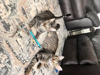 Rescue Tabby Cats for Adoption in Dallas, Texas - Bonded Pair  Fleetwood And Gogo | PetCurious
