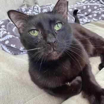 Domestic Short Hair Cats Available for Adoption in Worcester, Massachusetts - Midge | PetCurious