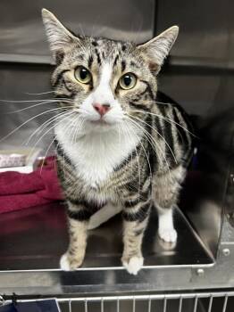 Domestic Short Hair Cats Available for Adoption in Pasadena, Texas - A178378 | PetCurious