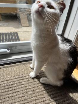 Rescue American Shorthair Cats for Adoption in Philadelphia, Pennsylvania - Hazel | PetCurious