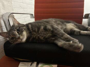 Rescue Domestic Short Hair Cats for Adoption in New York, New York - Misty + McGuiness (bonded) | PetCurious