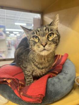 Rescue Tabby Cats for Adoption in Albuquerque, New Mexico - Ernie | PetCurious