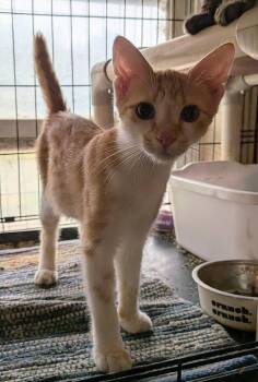 Ace -  Domestic Short Hair Cat for Adoption in Crescent, Oklahoma - Ace | PetCurious