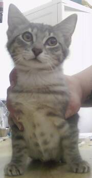 Domestic Short Hair Cats Available for Adoption in Dayton, Minnesota - Joey | PetCurious