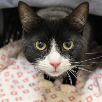 Rescue Domestic Short Hair Cats for Adoption in Middlebury, Vermont - Indiana | PetCurious