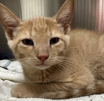 Kimosabe -  Domestic Short Hair Cat for Adoption in Lake City, Arkansas - Kimosabe | PetCurious