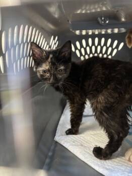 Rescue Domestic Short Hair Cats for Adoption in Batavia, Ohio - Myla | PetCurious