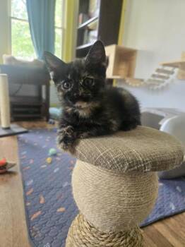 Castle -  Domestic Medium Hair Cat for Adoption in Liverpool, Texas - Castle | PetCurious