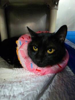 Bert -  Domestic Short Hair Cat for Adoption in New Cumberland, West Virginia - Bert | PetCurious