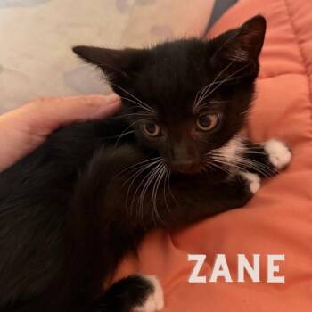Zane -  Domestic Short Hair Cat for Adoption in Westminster, California - Zane | PetCurious