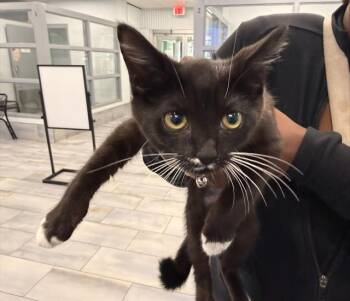 QUEEN -  Domestic Medium Hair Cat for Adoption in Charlotte, North Carolina - QUEEN | PetCurious